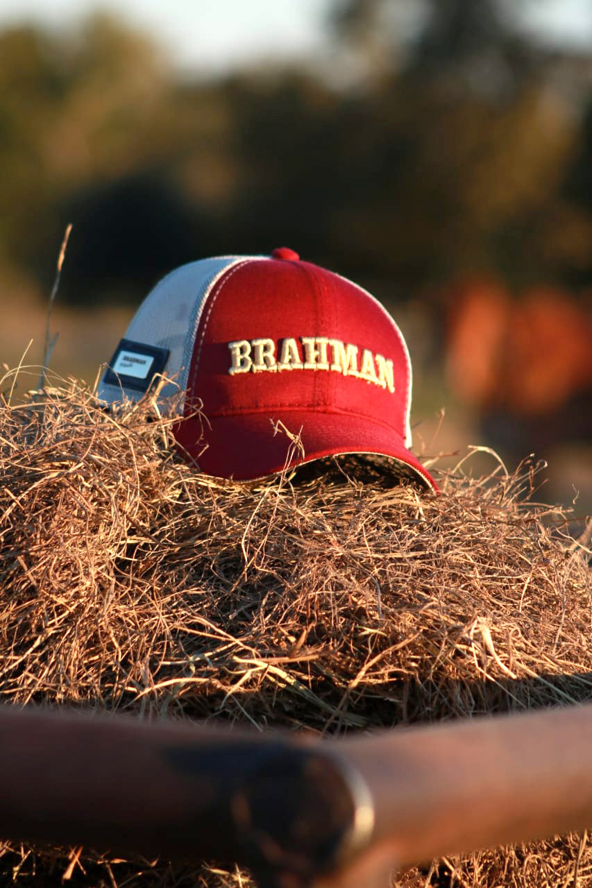 CAP BRAHMAN H0002R Strength Soil and Tradition