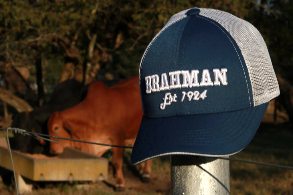 CAP BRAHMAN H0004B Brahman Bloodlines